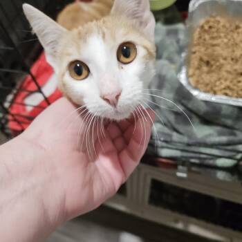 Nugget -  Domestic Short Hair Cat for Adoption in Pottsboro, Texas - Nugget | PetCurious