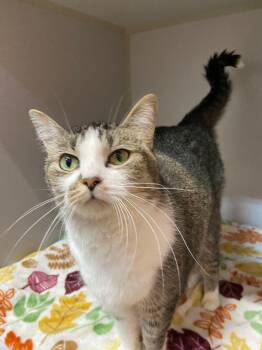 LUCKY 2 -  Domestic Short Hair Cat for Adoption in Peru, Indiana - LUCKY 2 | PetCurious