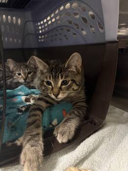 Dwight Schrute - Assistant to the Regional Manager & Head of Sec -  Domestic Short Hair Cat for Adoption in Bolton, Ontario - Dwight Schrute - Assistant To The Regional Manager & Head Of Sec | PetCurious