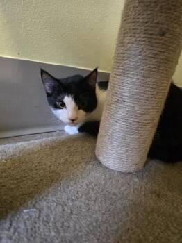 Linda from human resources -  Domestic Short Hair Cat for Adoption in Vancouver, Washington - Linda From Human Resources | PetCurious
