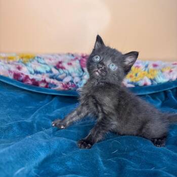 Domestic Short Hair Cats Available for Adoption in San Antonio, Texas - Roger | PetCurious