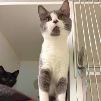 Ivory -  Domestic Short Hair Cat for Adoption in Woodinville, Washington - Ivory | PetCurious
