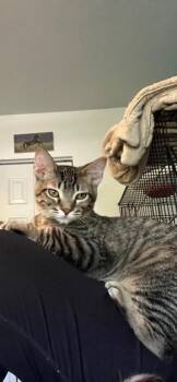 Rescue Domestic Short Hair Cats for Adoption in Woodstock, Illinois - Lawrence | PetCurious