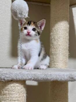 Daisy -  Domestic Short Hair Cat for Adoption in Fort Collins, Colorado - Daisy | PetCurious