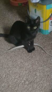 Domestic Short Hair Cats Available for Adoption - Spice | PetCurious