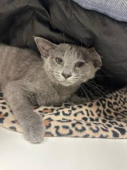 Puff (Cedar Grove) -  Domestic Short Hair Cat for Adoption in Johnson City, Tennessee - Puff (Cedar Grove) | PetCurious