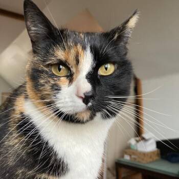 Birdie -  Domestic Short Hair Cat for Adoption in Rochester, Minnesota - Birdie | PetCurious