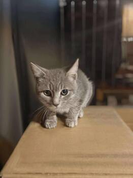 Rescue Domestic Short Hair Cats for Adoption in West Lawn, Pennsylvania - Striker | PetCurious