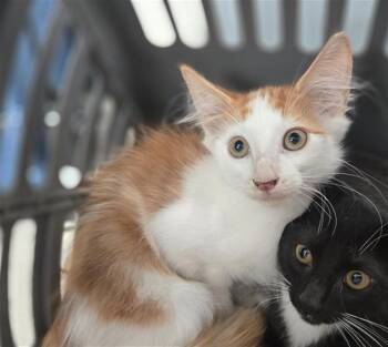 VIRGO -  Domestic Short Hair Cat for Adoption in Dallas, Texas - VIRGO | PetCurious