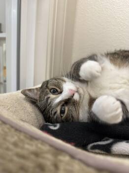 Domestic Short Hair Cats Available for Adoption - Squeaker | PetCurious