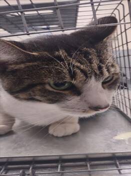 Rescue Domestic Short Hair Cats for Adoption in Las Vegas, Nevada - LUCIO | PetCurious