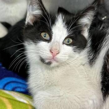 Domestic Short Hair Cats Available for Adoption in Matteson, Illinois - King Fracking | PetCurious