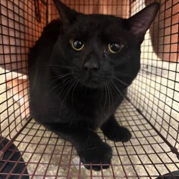 Daffy* -  Domestic Short Hair Cat for Adoption in San Gabriel, California - Daffy* | PetCurious