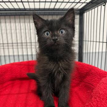 Robin -  Domestic Short Hair Cat for Adoption in Bradenton, Florida - Robin | PetCurious