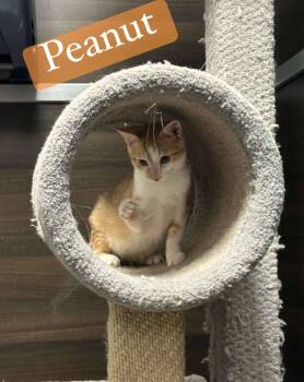 Rescue Domestic Short Hair Cats for Adoption in Hazlet, New Jersey - Peanut | PetCurious