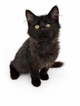 Finley & Fido -  Domestic Long Hair and Domestic Short Hair Cat for Adoption in Bowling Green, Kentucky - Finley & Fido | PetCurious