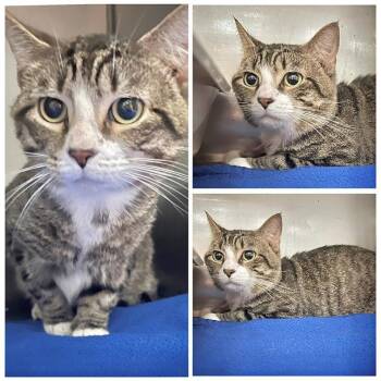 Vince -  Domestic Short Hair Cat for Adoption in New York, New York - Vince | PetCurious