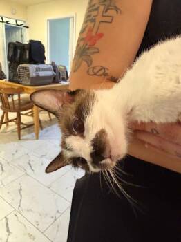 Cecil -  Siamese and Domestic Short Hair Cat for Adoption in New Braunfels, Texas - Cecil | PetCurious