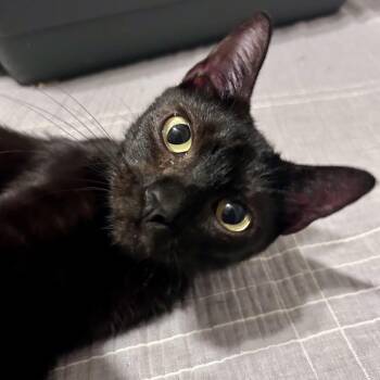 Domestic Short Hair Cats Available for Adoption in Springfield, Missouri - Maple | PetCurious