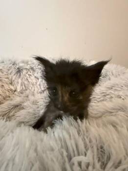 Allie -  Tortoiseshell Cat for Adoption in Paulina, Louisiana - Allie | PetCurious