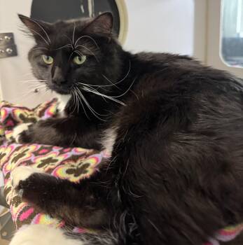 Domestic Medium Hair Cats Available for Adoption in Blair, Nebraska - Butch | PetCurious