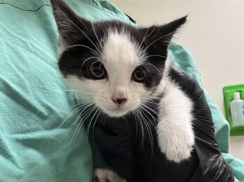 Domestic Short Hair Cats Available for Adoption in Pueblo, Colorado - TWINKIE | PetCurious