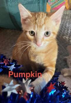 Pumpkin -  Domestic Short Hair Cat for Adoption in Kansas City, Missouri - Pumpkin | PetCurious