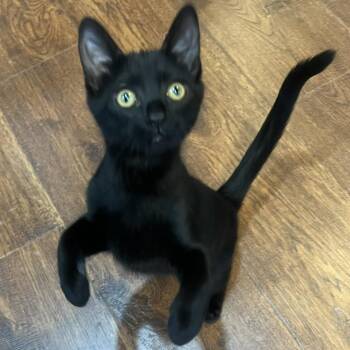 Naomi Ehlers -  Domestic Short Hair Cat for Adoption in Morrison, Colorado - Naomi Ehlers | PetCurious