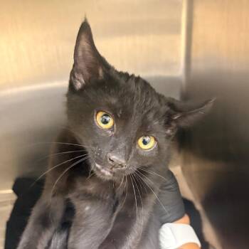 Gummy Bear (blue) -  Domestic Short Hair Cat for Adoption in Winston-salem, North Carolina - Gummy Bear (blue) | PetCurious