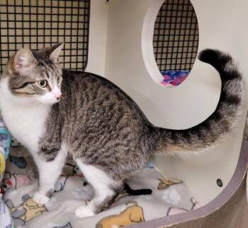 Domestic Short Hair Cats Available for Adoption in Kansas City, Missouri - Cheshire | PetCurious