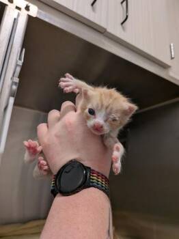 Surprise -  Domestic Short Hair Cat for Adoption in Atlanta, Georgia - Surprise | PetCurious
