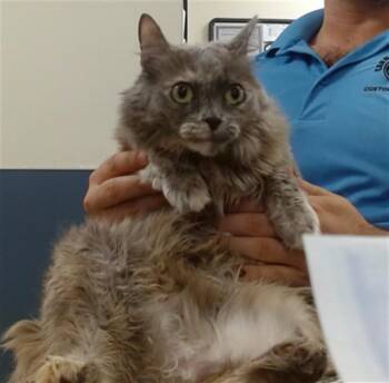 VIOLET -  Domestic Short Hair Cat for Adoption in Doral, Florida - VIOLET | PetCurious