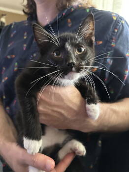 Rescue American Shorthair Cats for Adoption in Rockaway, New Jersey - Olive Garden's Focaccia KITTEN | PetCurious