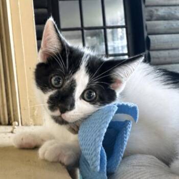 Oliver Bloom -  Tuxedo and Domestic Short Hair Cat for Adoption in Friendswood, Texas - Oliver Bloom | PetCurious