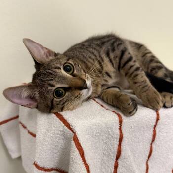 Milo -  Domestic Short Hair Cat for Adoption in Houston, Texas - Milo | PetCurious
