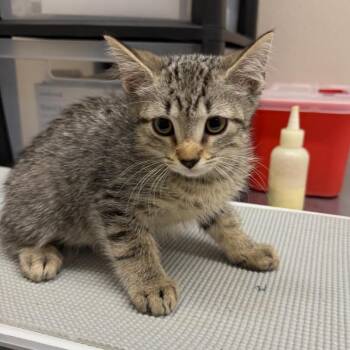 Bucket -  Domestic Medium Hair Cat for Adoption in Morganton, North Carolina - Bucket | PetCurious