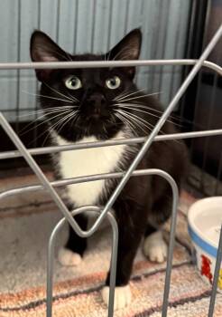 Bianca -  Domestic Short Hair Cat for Adoption in Saint Clairsville, Ohio - Bianca | PetCurious