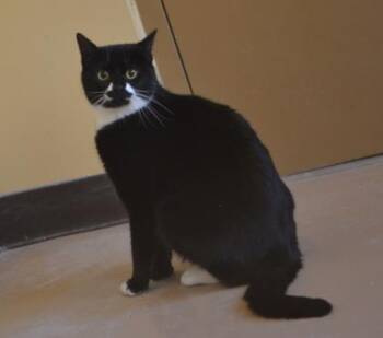 Darla -  Domestic Short Hair Cat Available for Adoption in Midland, Virginia - Darla | PetCurious