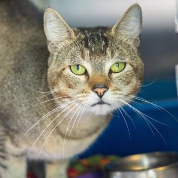 Georgie -  Domestic Short Hair Cat for Adoption in Wilmington, Delaware - Georgie | PetCurious