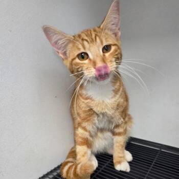 Vince -  Domestic Short Hair Cat for Adoption in Duncan, Oklahoma - Vince | PetCurious