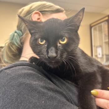 Meleys -  Domestic Short Hair Cat for Adoption in Myerstown, Pennsylvania - Meleys | PetCurious