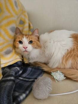 Domestic Long Hair Cats Available for Adoption in Fort Collins, Colorado - Han Solo | PetCurious