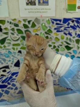 Rescue Domestic Short Hair Cats for Adoption in Pensacola, Florida - PUMPKIN PIE | PetCurious