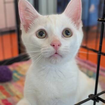 Dexter -  Domestic Short Hair Cat for Adoption in Bentonville, Arkansas - Dexter | PetCurious
