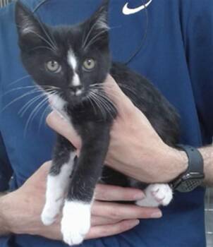 LEON -  Domestic Short Hair Cat for Adoption in Salinas, California - LEON | PetCurious