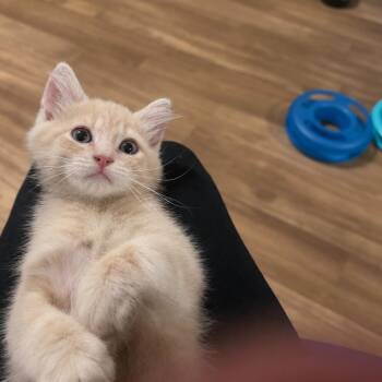 Summer / Winter -  Domestic Medium Hair and Tabby Cat for Adoption in Providence Forge, Virginia - Summer / Winter | PetCurious