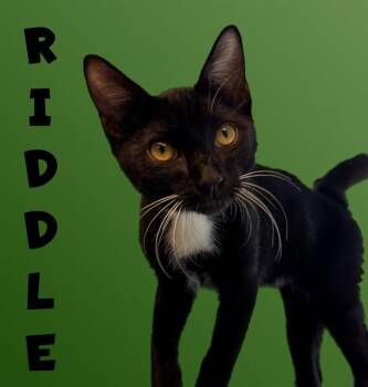 RIDDLE -  Domestic Short Hair Cat for Adoption in Sarasota, Florida - RIDDLE | PetCurious