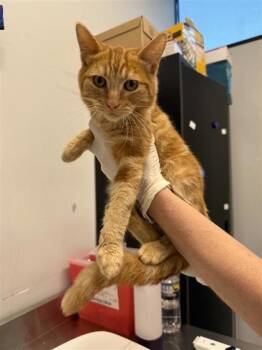Domestic Short Hair Cats Available for Adoption in West Chester, Pennsylvania - No Bones | PetCurious