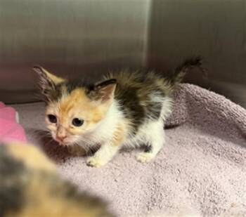 AVON -  Domestic Short Hair Cat for Adoption in Ontario, California - AVON | PetCurious