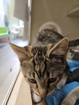 Lauryn Hill -  Domestic Short Hair Cat for Adoption in Bellevue, Washington - Lauryn Hill | PetCurious